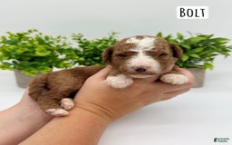 Mini Goldendoodle dogs for sale: Petite Bolt - Image 14