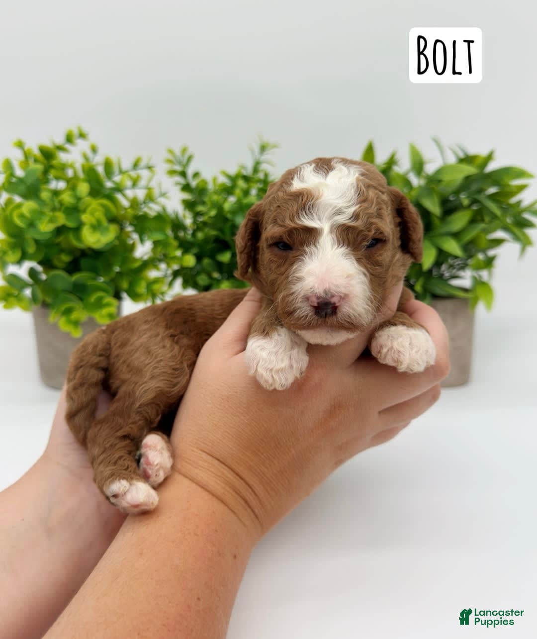 Mini Goldendoodle dogs for sale: Petite Bolt - Image 14