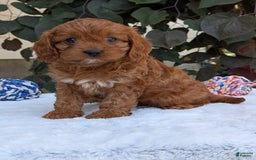 Cavapoo dogs for sale: Darla - Image 6