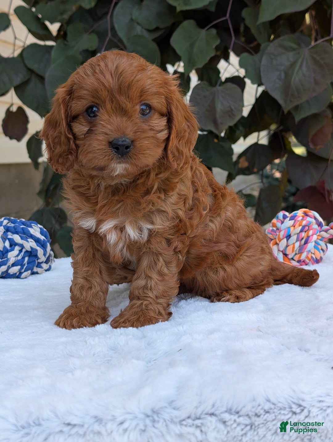 Cavapoo dogs for sale: Darla - Image 6