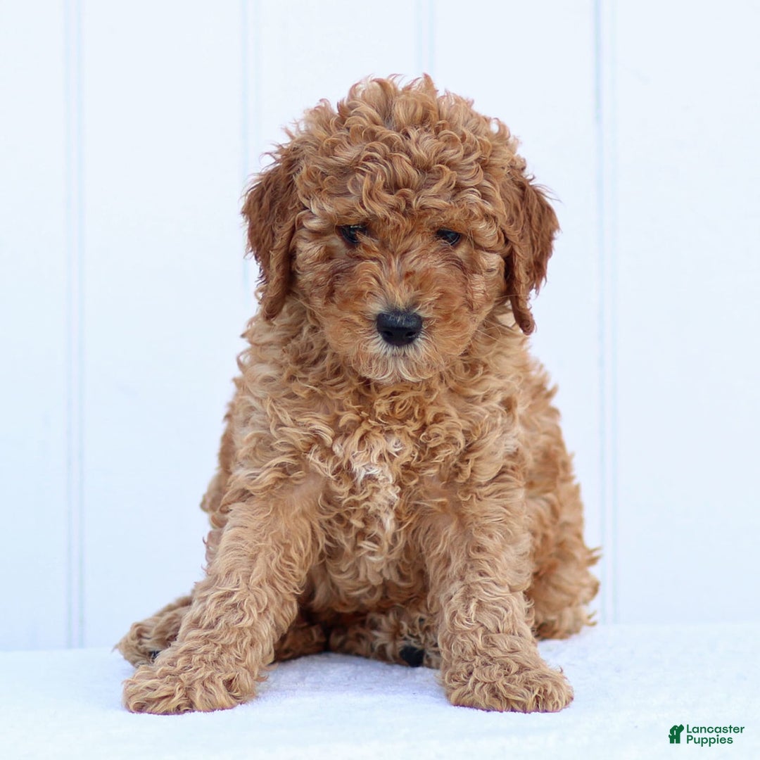 Standard Poodle dogs for sale: Rachel - Image 8
