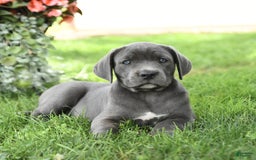 Cane Corso dogs for sale: Breeze - Image 5