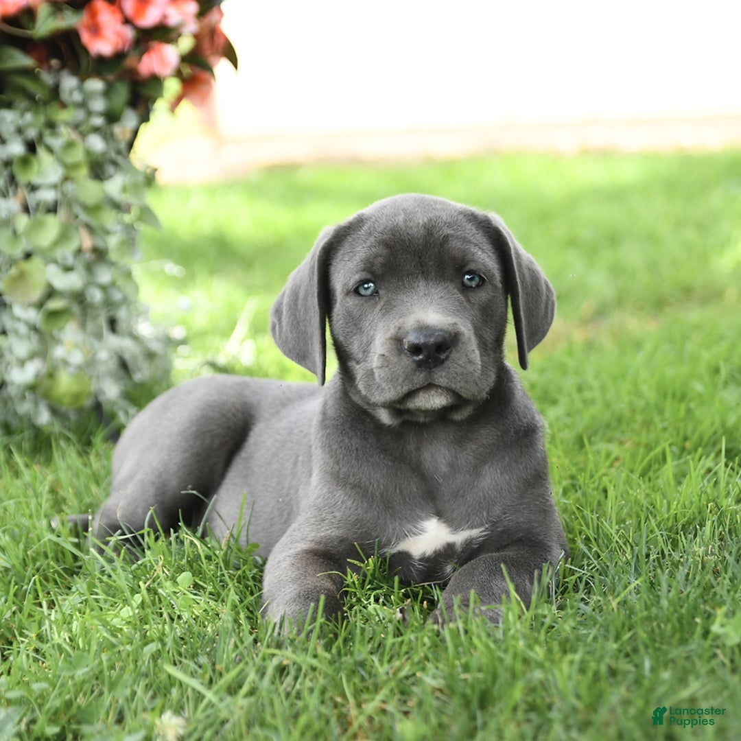 Cane Corso dogs for sale: Breeze - Image 5