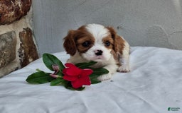 Cavalier King Charles Spaniel dogs for sale: Splash - Image 2