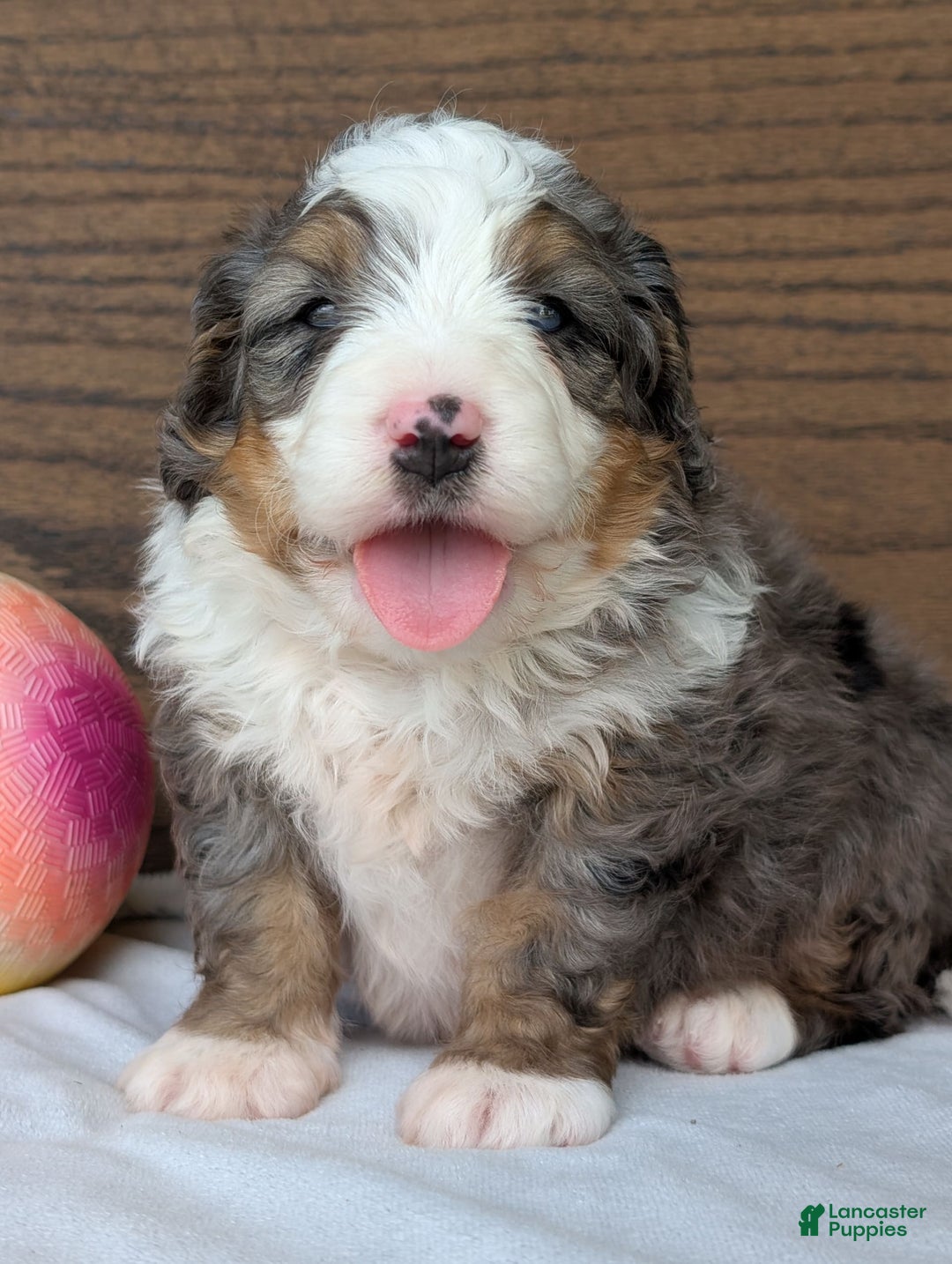 Mini Bernedoodle dogs for sale: Koda - Image 5