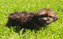 Shorkie dogs for sale: Flounder - Image 6