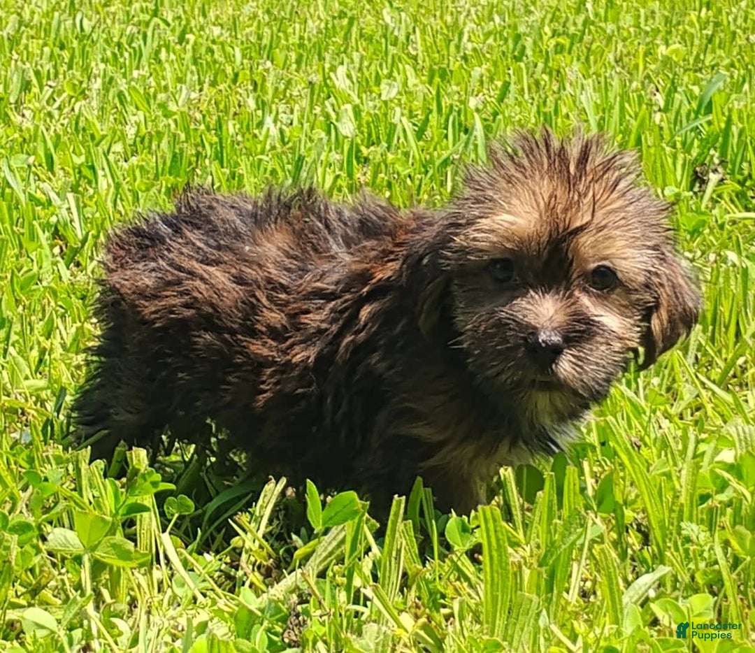 Shorkie dogs for sale: Flounder - Image 6
