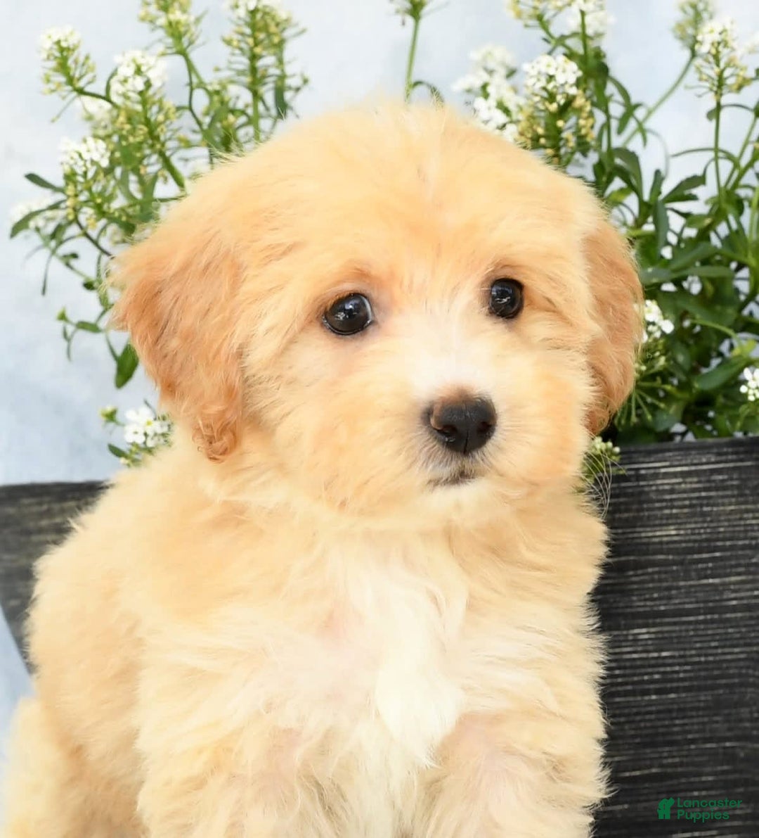 Havapoo dogs for sale: Maggie - Image 2
