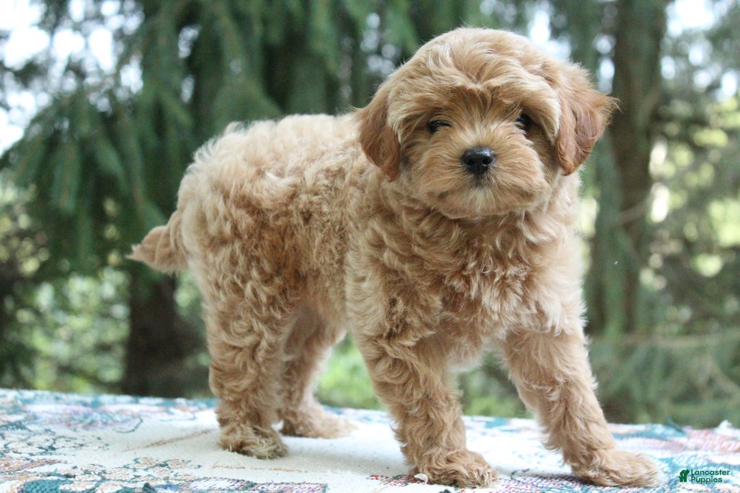 Miniature Poodle dogs for sale: Austin - Image 6