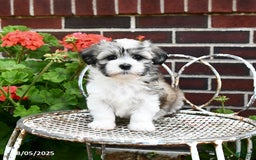 Malshi dogs for sale: Carson - Image 5