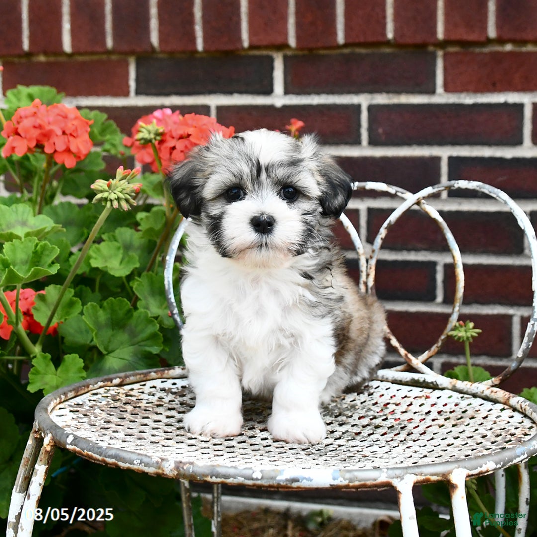 Malshi dogs for sale: Carson - Image 5