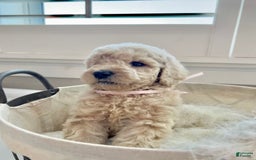 Labradoodle dogs for sale: Daphnie - Image 2