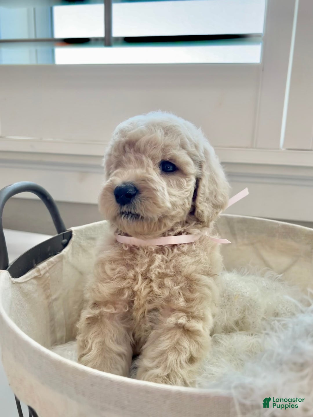 Labradoodle dogs for sale: Daphnie - Image 2