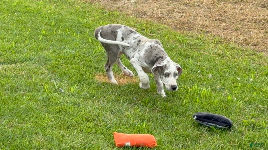 Great Dane dogs for sale: Heather - Image 5