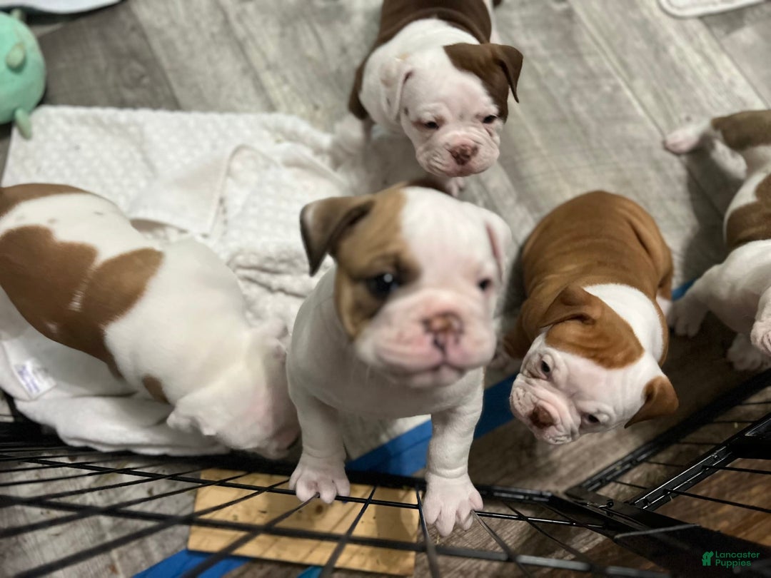 Olde English Bulldogge dogs for sale: Lil Man - Image 5