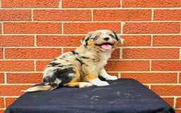 Miniature Australian Shepherd dogs for sale: Angel - Image 5
