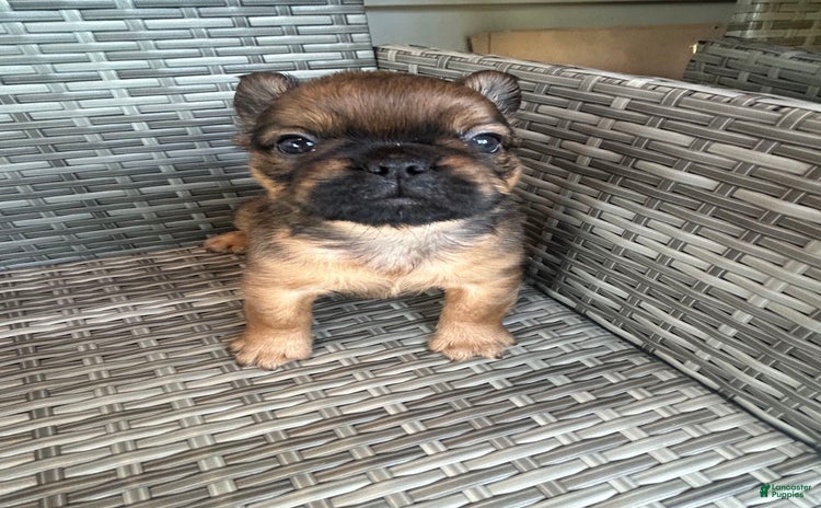 French Bulldog dogs for sale - Ad 1