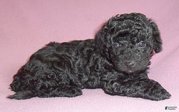Yorkiepoo dogs for sale: Pepper - Image 17