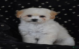 Miniature Poodle dogs for sale: Oakley - Image 2