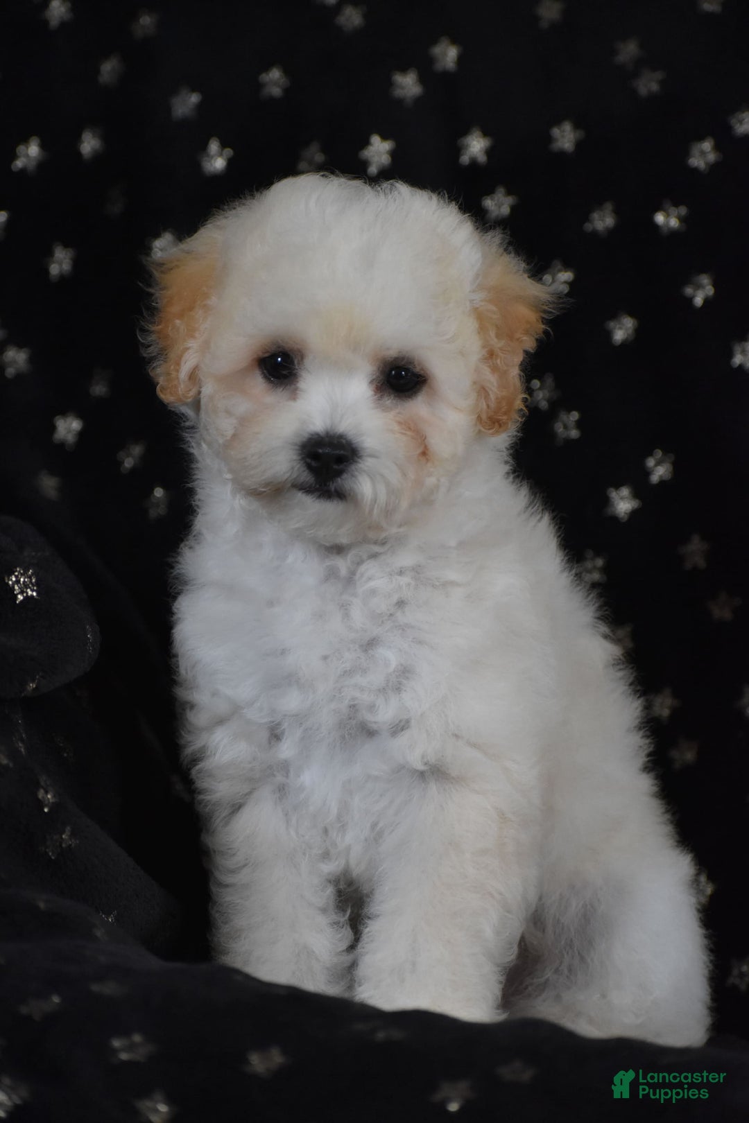 Miniature Poodle dogs for sale: Oakley - Image 2