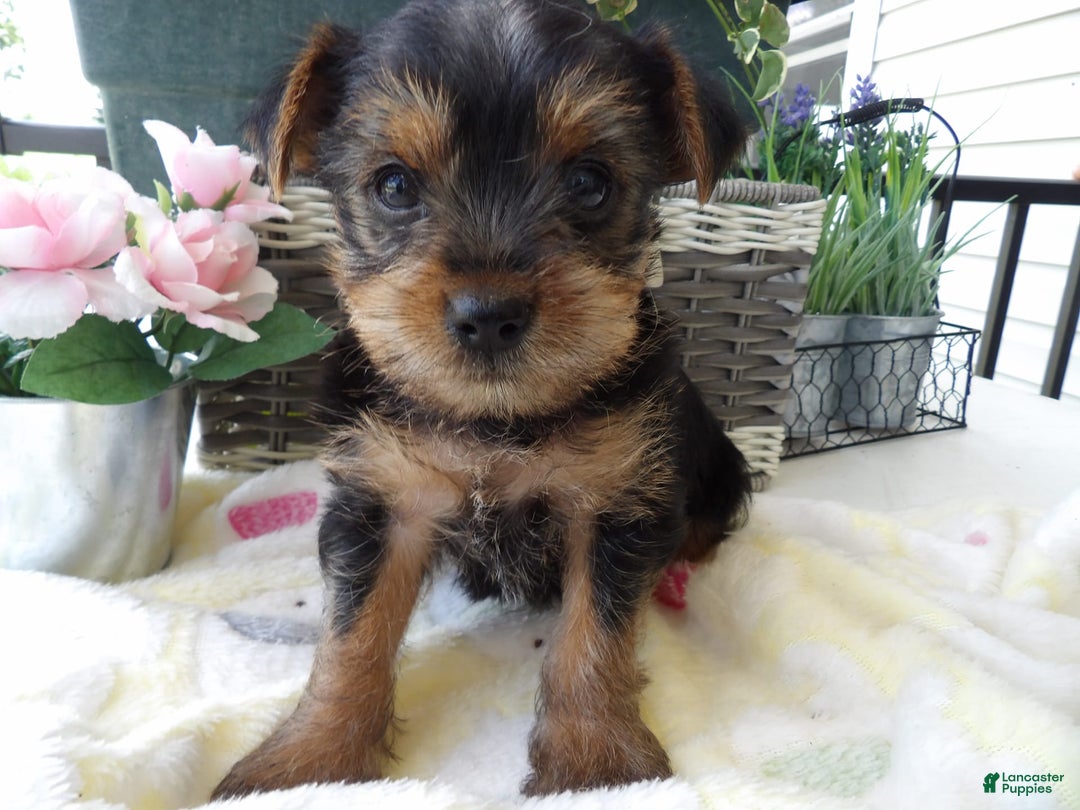 Yorkshire Terrier dogs for sale: Roland - Image 1
