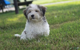 Havanese dogs for sale: Danny - Image 5