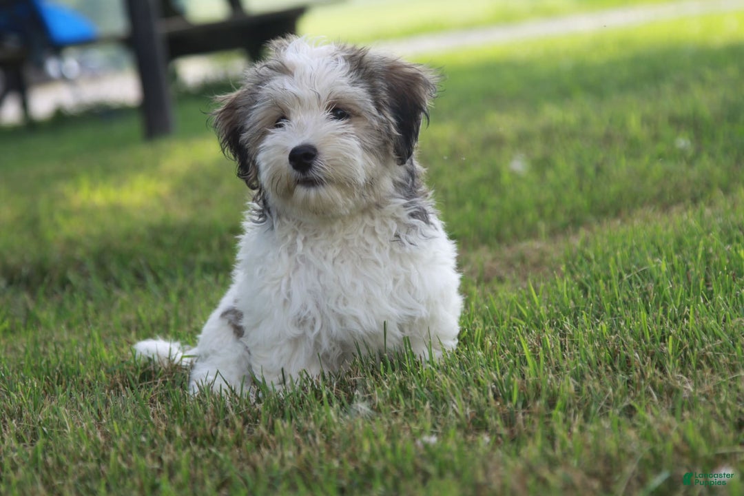 Havanese dogs for sale: Danny - Image 5