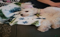 Maltipoo dogs for sale: Charlie - Image 4