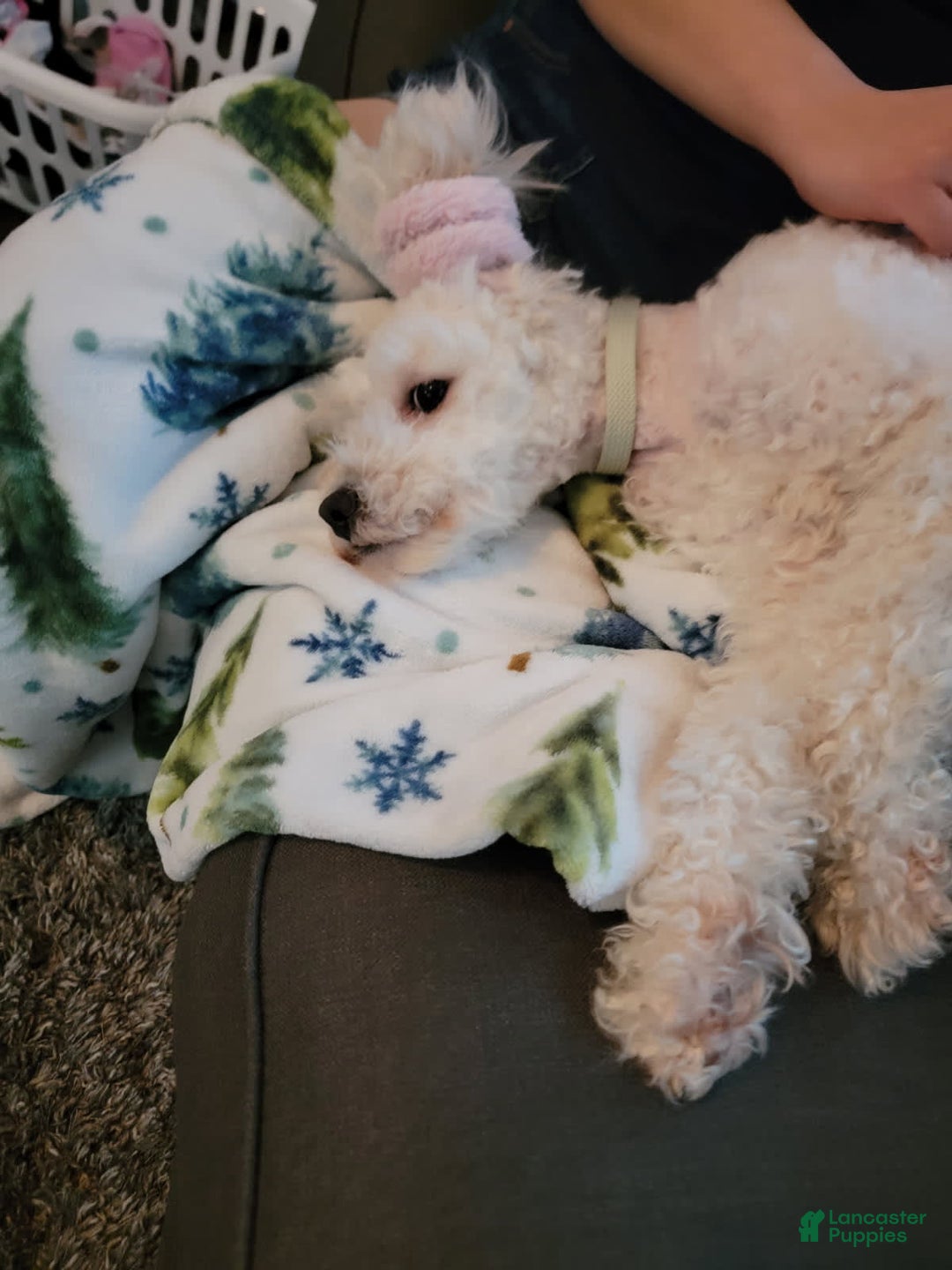 Maltipoo dogs for sale: Charlie - Image 4