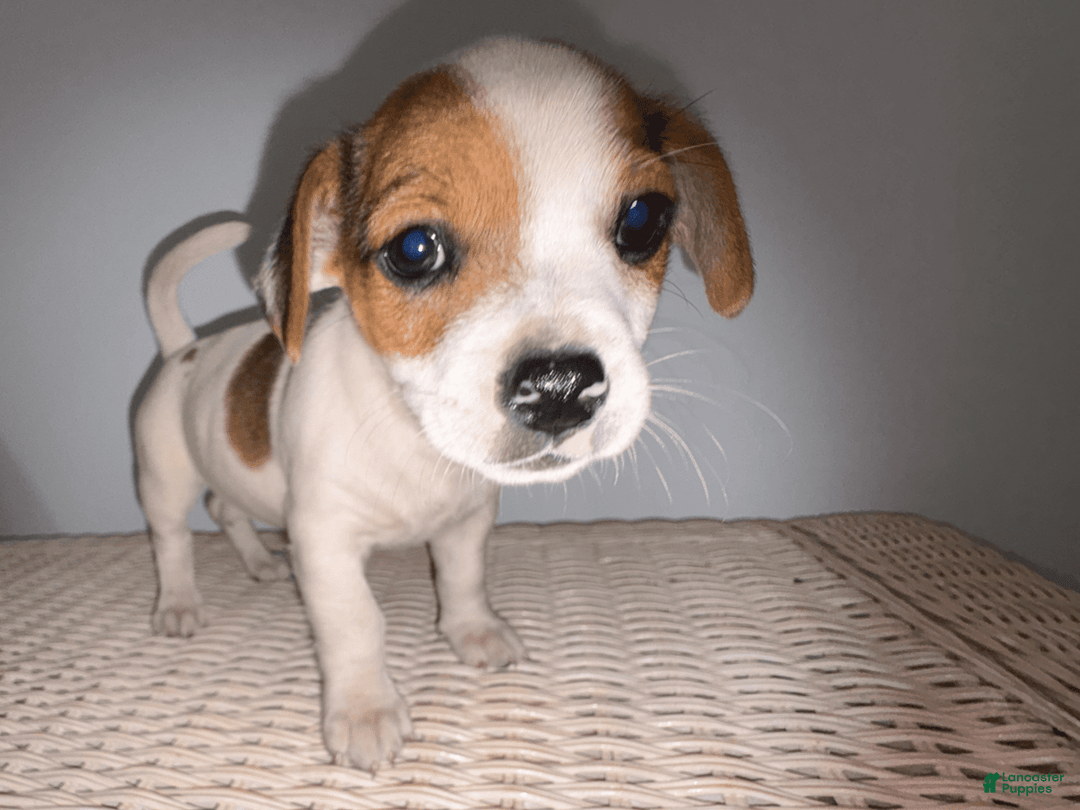 Jack Russell Terrier dogs for sale: Mila - Image 6