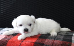 Teddy Bear dogs for sale: Heather - Image 4