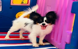 Papillon dogs for sale: Ch. Olimpia X Wilder - Image 1