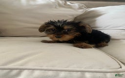 Yorkshire Terrier dogs for sale: Cash - Image 3