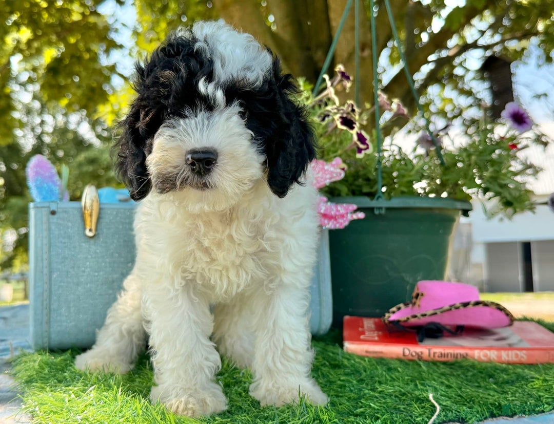 Toy Poodle dogs for sale: Toy Poodle 4 puppies - Image 9