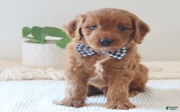 Cavapoo dogs for sale: Forest - Image 7