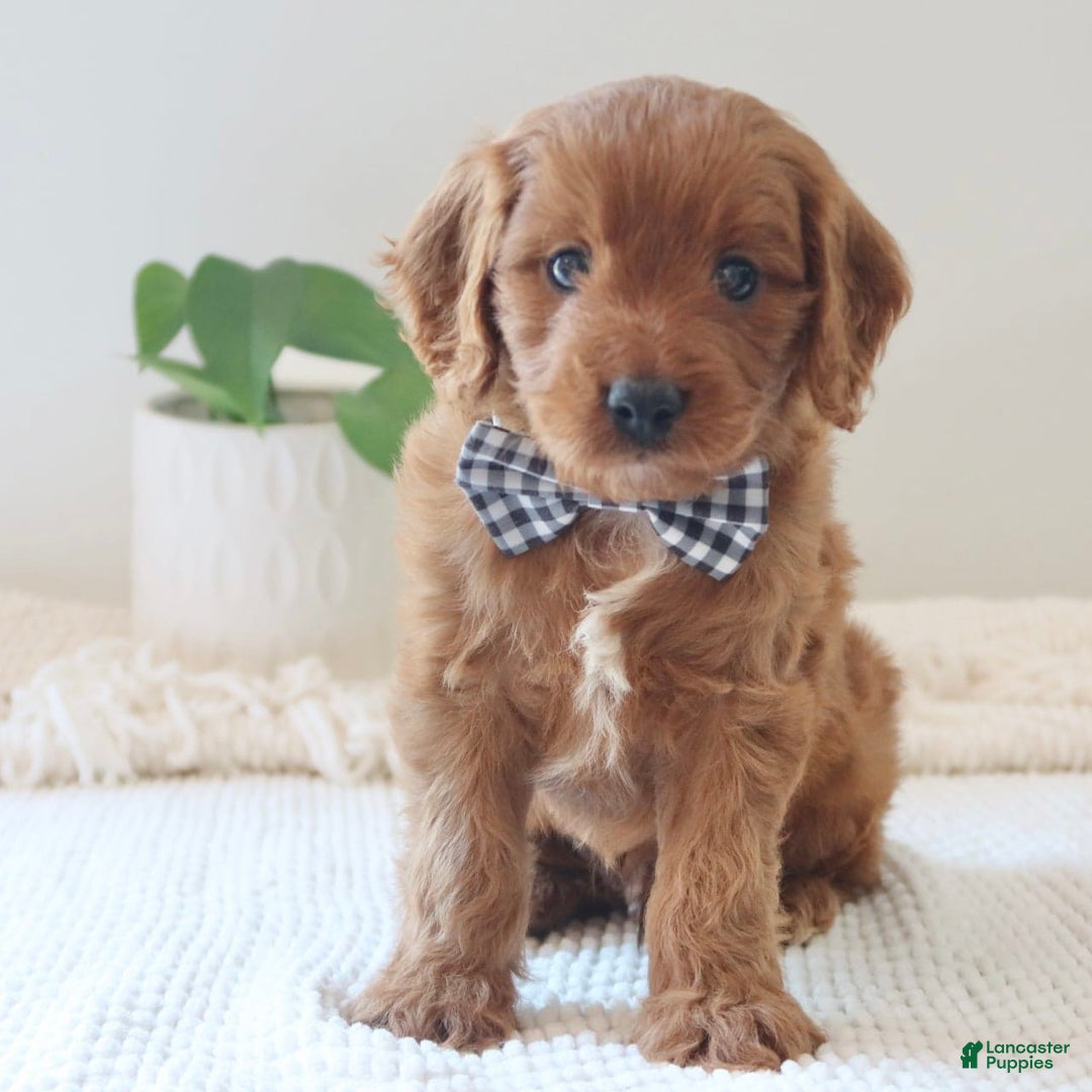 Cavapoo dogs for sale: Forest - Image 7