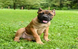 Cane Corso dogs for sale: Tessa - Image 14