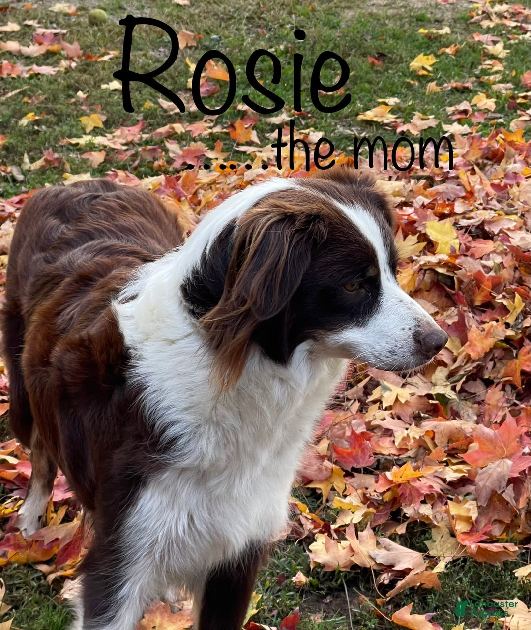 Australian Shepherd dogs for sale: Jade - Image 5