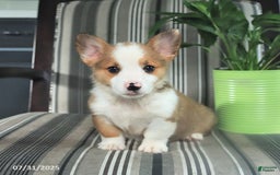 Welsh Corgi Pembroke dogs for sale: Tim - Image 5