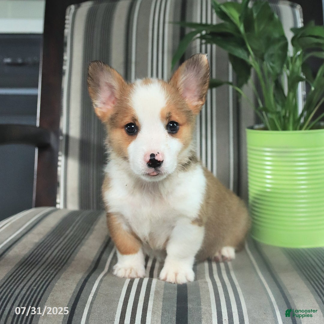 Welsh Corgi Pembroke dogs for sale: Tim - Image 5