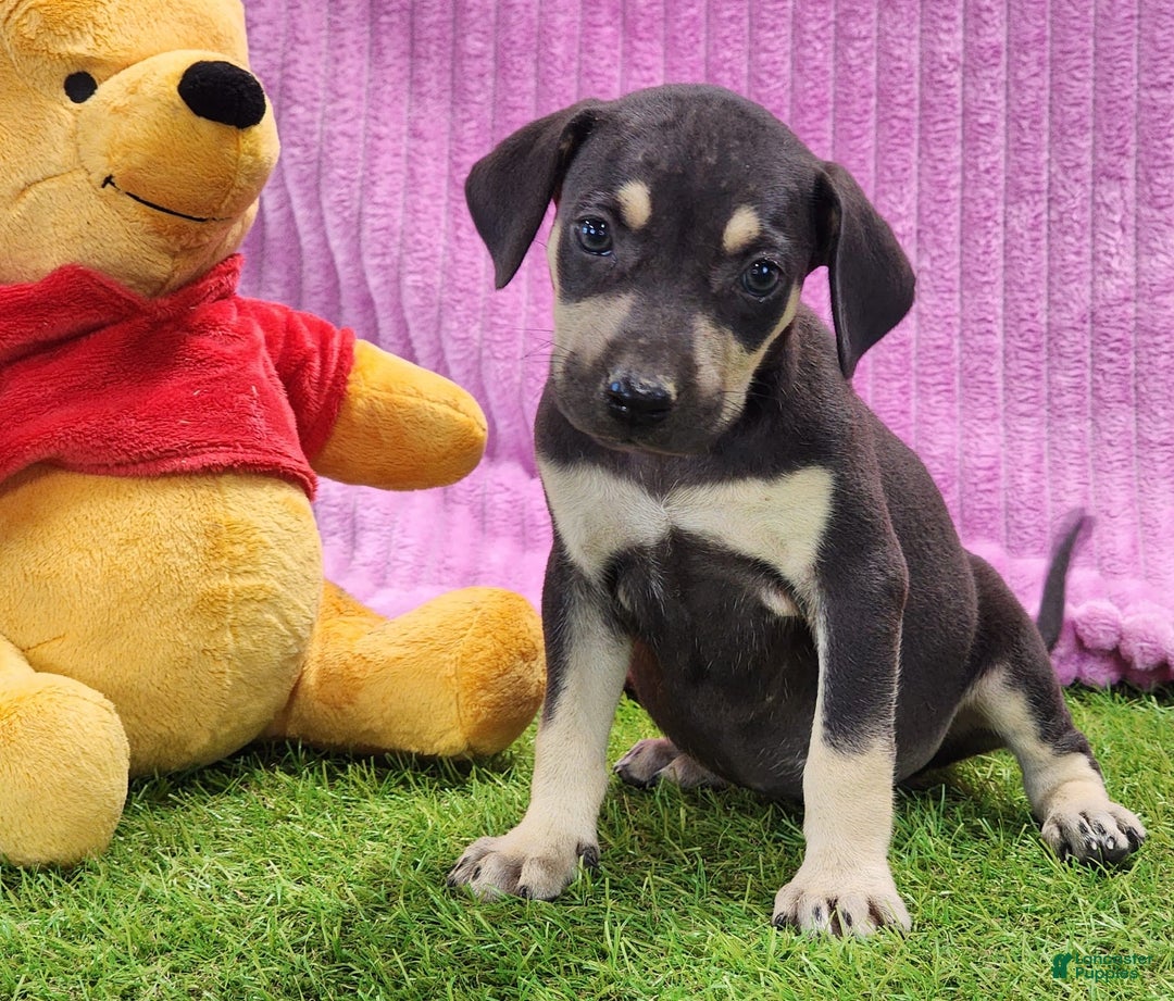 Catahoula Leopard Dog dogs for sale: Tess 2025 Female 1 - Image 1