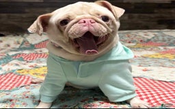 Pug dogs for sale: Pink Chinchilla Male - Image 7