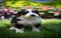 Bernedoodle dogs for sale: Ranger - Image 18