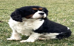 Cavalier King Charles Spaniel dogs for sale: Rex - Image 16