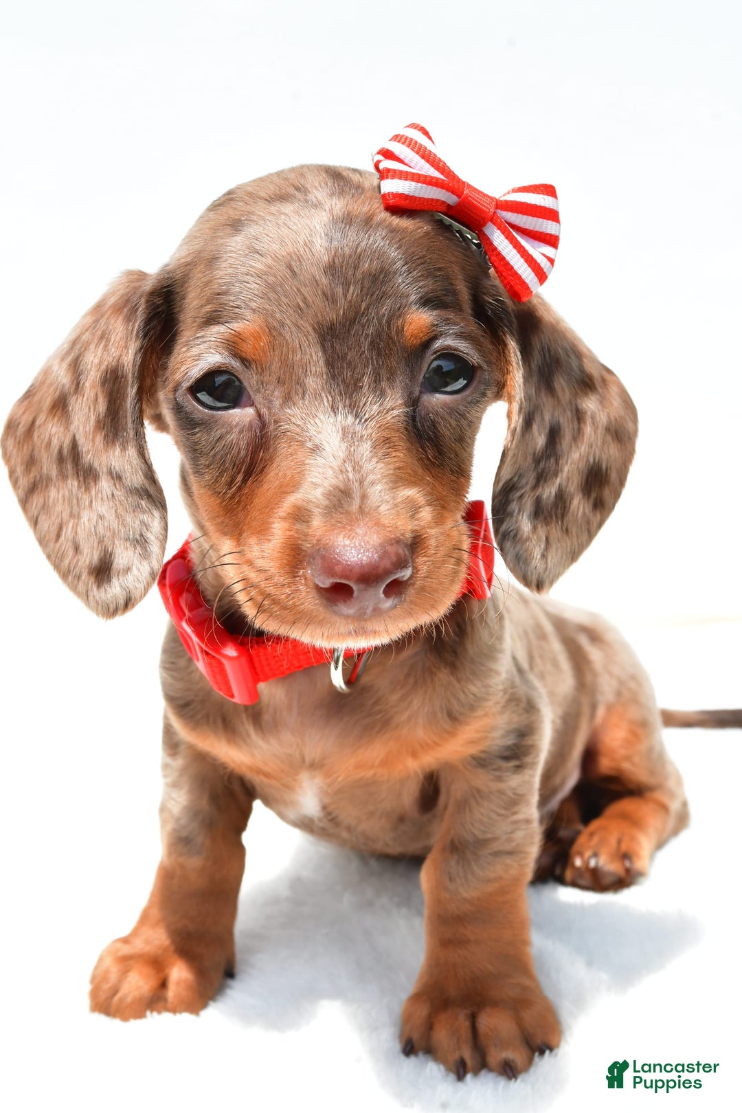 Miniature Dachshund dogs for sale: Logan - Image 8
