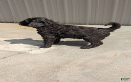 Standard Poodle dogs for sale: Peanut - Image 9