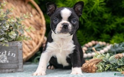 Boston Terrier dogs for sale: Denny - Image 4