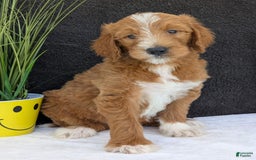 Goldendoodle dogs for sale: Mikey - Image 19