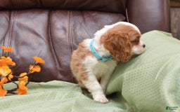 Cavalier King Charles Spaniel dogs for sale: Darrel - Image 2