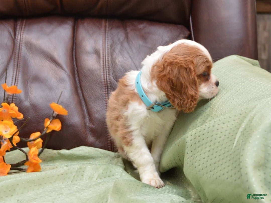 Cavalier King Charles Spaniel dogs for sale: Darrel - Image 2